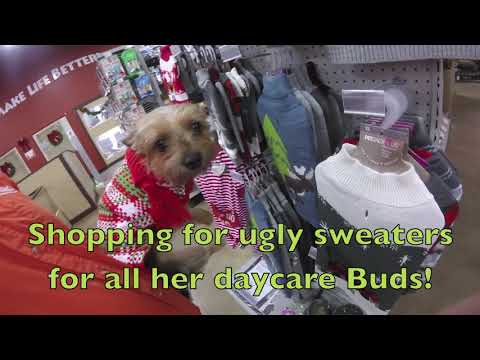 Dogs throw an adorable Ugly Christmas Sweater Party!