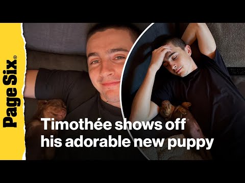 Timothée Chalamet introduces adorable new puppy - YouTube