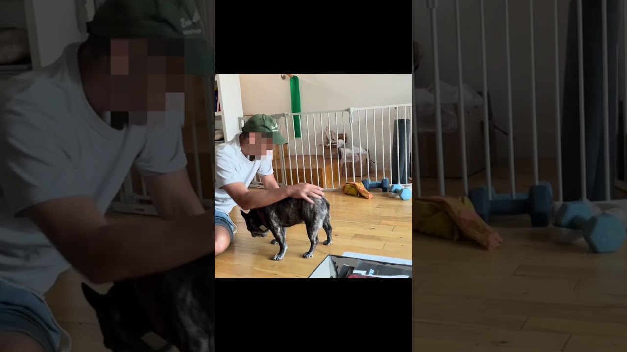 Enlarge Celeste, a Adoptable French Bulldog in Burbank, CA video 6/6