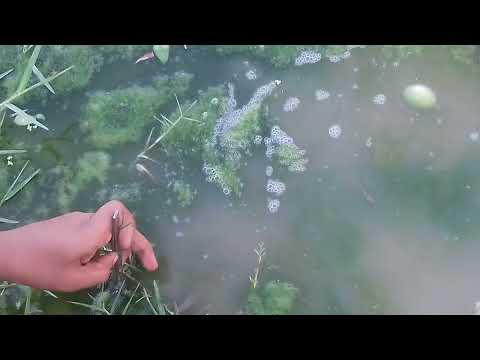 Green algae spirogyra by biology wallah unique with real thallus