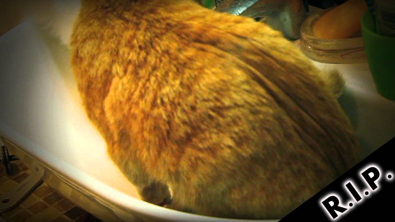 ��������� ����� �� ����� - ��� ������ ����