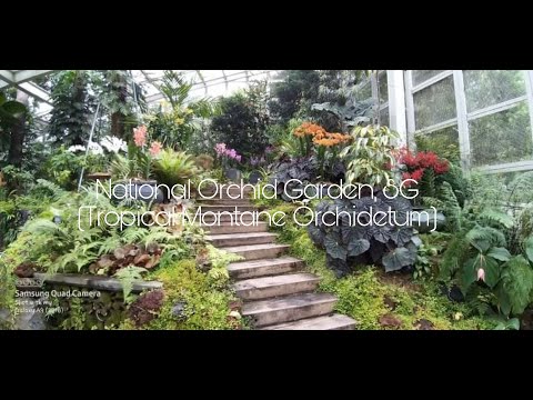 Rediscovering National Orchids Garden | Tropical Montane Orchidetum | Dins Rombaoa