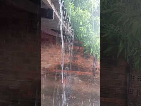 Cerejeiras Rondônia Com Chuva!