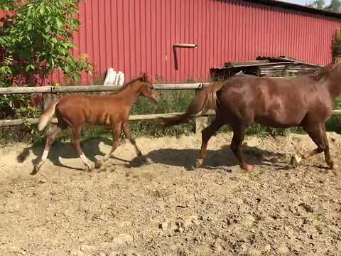 Fiene (Fohlen von First Deal x Dancing Dynamite) Video vom 18.6.22