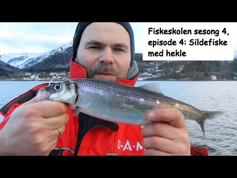 Fiskeskolen sesong 4, episode 4: Sildefiske med hekle