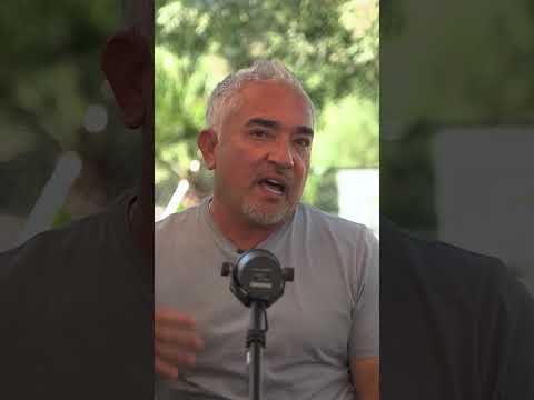 Never put a dog in a crate if you don’t do this before! #cesarmillan #dog #dogtraining