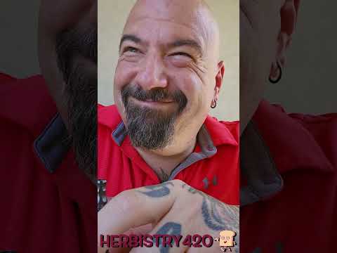 Stoner Adventure Sandwich Dreams — 5 Epic Tips