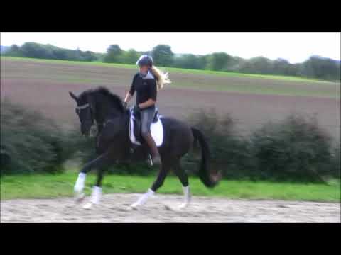 Santo Domingo III GE, San Amour x Fürst Heinrich, Wallach, *2015