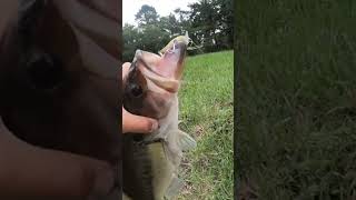 Dream bass catch in urban spillway