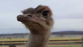preview picture of video 'Великолепный страус'