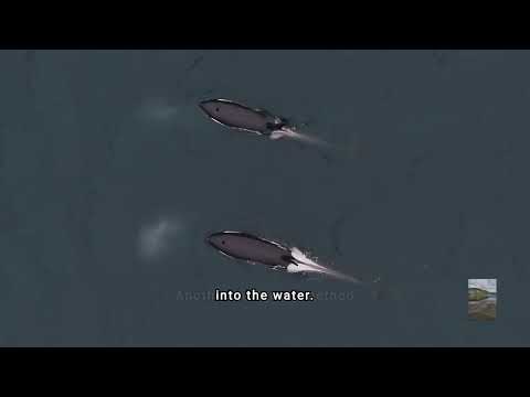 Master Predators: The Hunting Techniques of Orcas