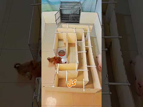 مين أذكى كلب فيهم؟ 🐶