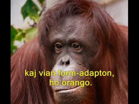 Kajto - Orangutango