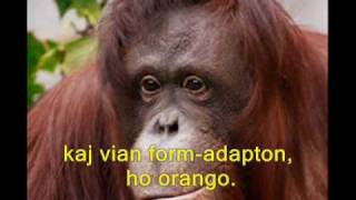 Kajto - Orangutango