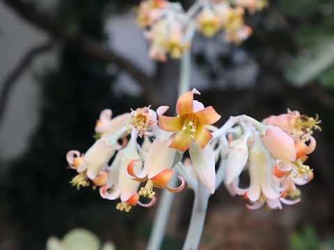 Petar Dabelić: Volio bi da si sretna