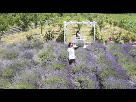Povestea cu lavanda, Stremt 2021, judetul Alba