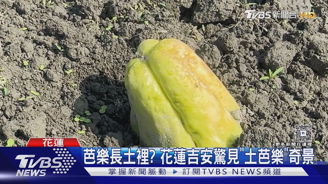 影音/花蓮田間種滿「土芭樂」?在地人揭真相