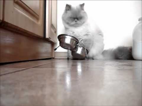 ZOO ZOO - katinas Sniegius