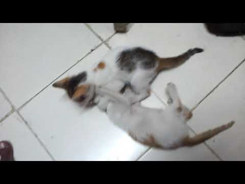 Wwe cat 🙀 fight