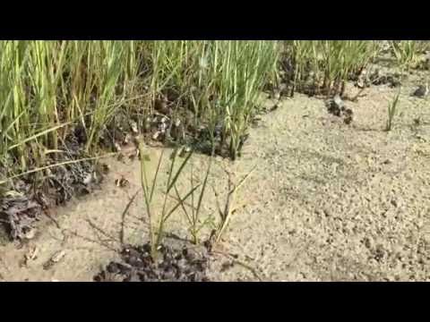 "SILENT SUMMER SOUNDS VOL 2"