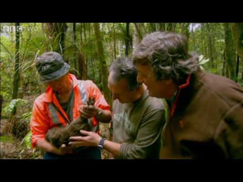 Last Chance To See - The Kiwi - BBC