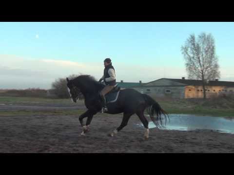 Horses : Keisijs (For Sale)