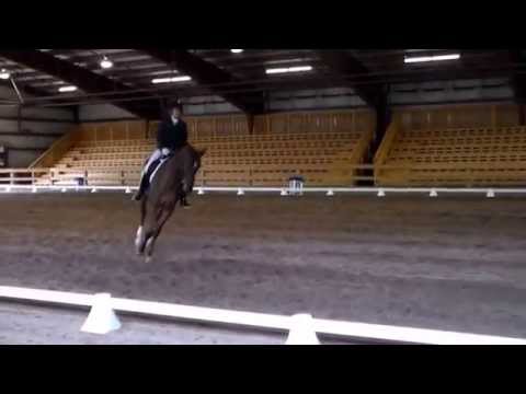 Boundless by Belissimo M - Training Level Test 2 - 70.0 %