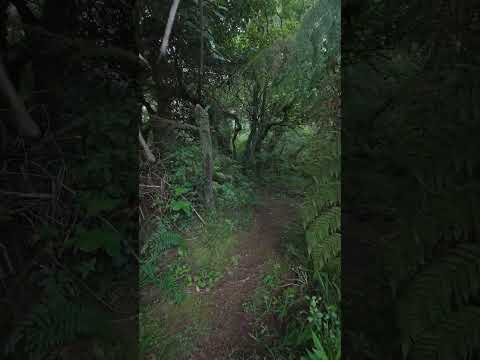 Montaña adentro 🥾🌲 📌 Los Angeles de San Rafael, Heredia #costarica #hiking