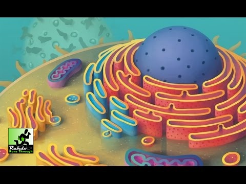 Cytosis: A Cell Biology Game