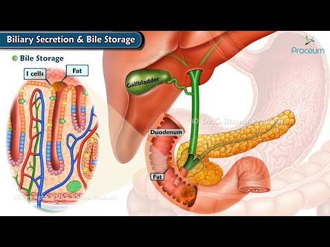 Biliary Secretion and Storage of Bile (Animation) / Physiology Usmle Step 1