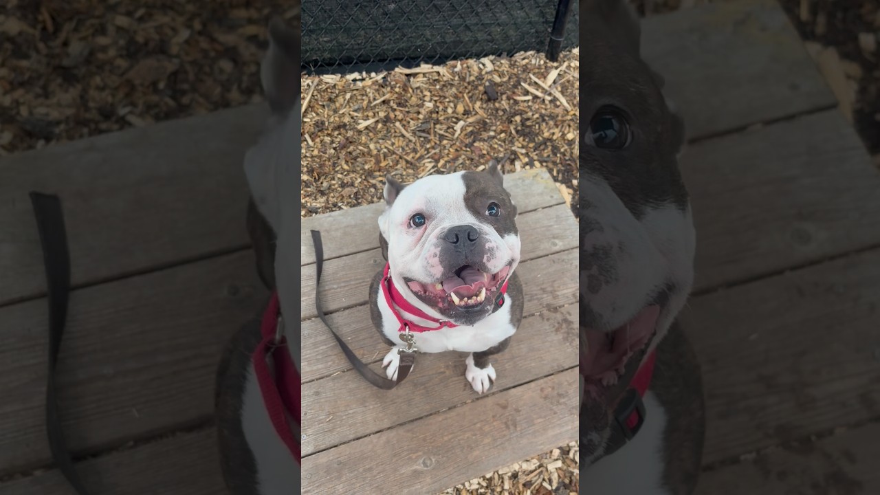 Enlarge Boyboy, an adopted mixed breed in Briarcliff Manor, NY video 2/3