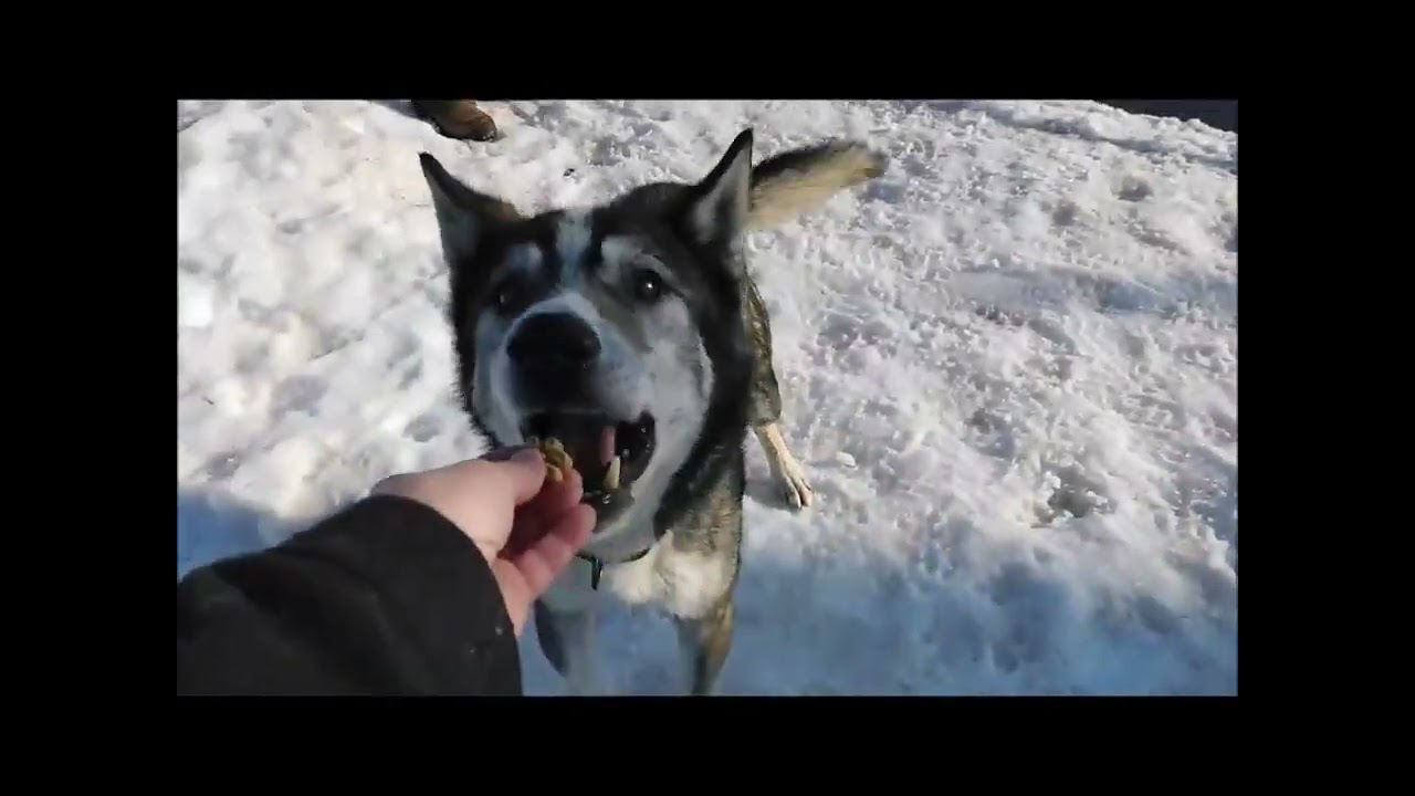 Enlarge HAN, a ADOPTABLE mixed breed in Ironwood, MI video 2/2