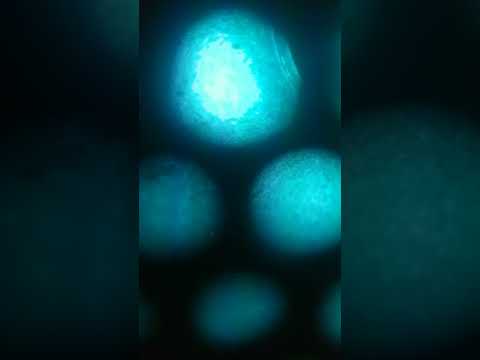 J. yair cantando la de neutro shorty