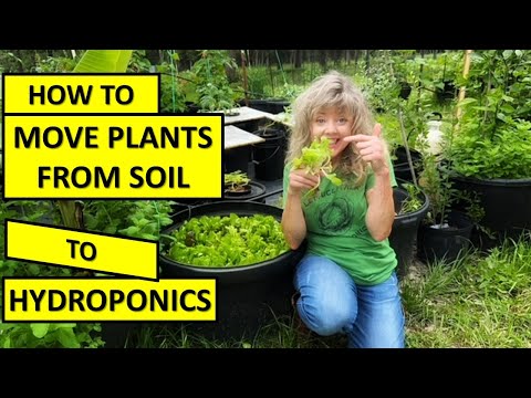 HOW TO Move Plants from SOIL to HYDROPONICS #gardening #raisedgardenbeds #hydroponics