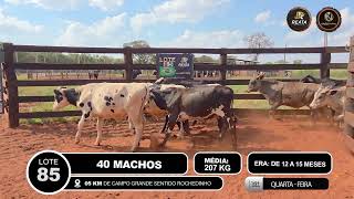 Vídeo LOTE 85