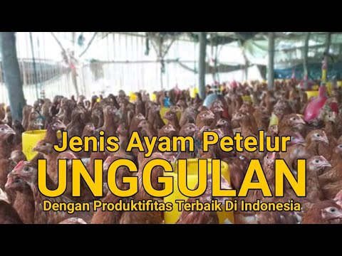 , title : 'TOP 5 JENIS AYAM PETELUR UNGGULAN INDONESIA'