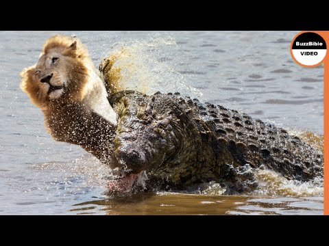 Crocodile Strikes And Kills a Lion in Front of His Brother !!