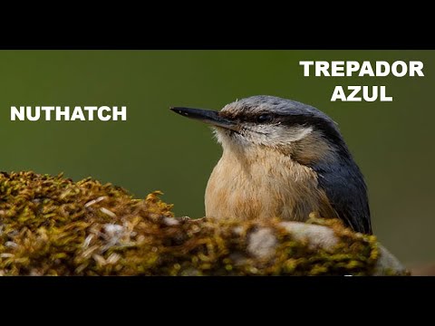 TREPADOR AZUL | NUTHATCH | Sitta europaea  4K