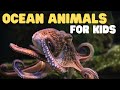 Ocean Animals For Kids Learn All About The Animals And Plants That Live In The Ocean