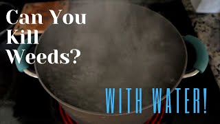 MythBuster - Can You Use Boiling Water On Weeds???