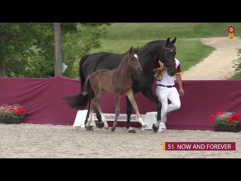 51 NOW AND FOREVER - HF v. Now or Never - Loving Dancer - Riedlinger Fohlenauktion 2020