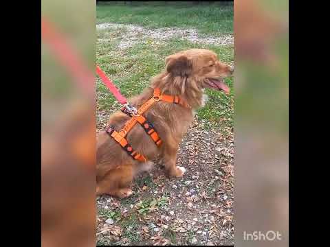 Video di AARON