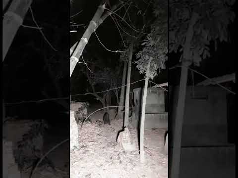 horror aswang #shorts #horrorstories #helloween #ayuwoki #gamehorror