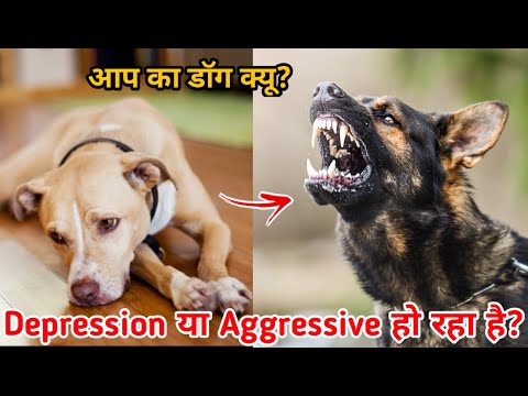 Why are normal dogs depressed and aggressive?