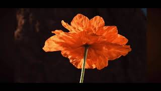 Good Good Blood – Flowers Bloom