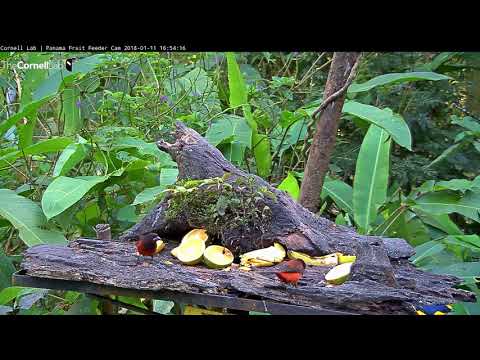 Thick-billed Euphonia & Crimson-backed Tanagers Bring Vibrant Colors To Panama – Jan. 11, 2018