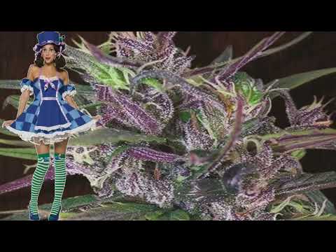 Oldtimer’s Haze – Ace Seeds
