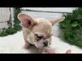 French Bulldog dogs for sale: Chase - Video 1
