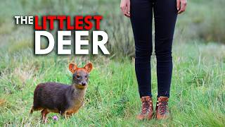 The Pudu: Meet The World's Smallest Deer