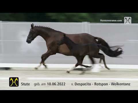Stutfohlen von Despacito x Rotspon zu verkaufen
